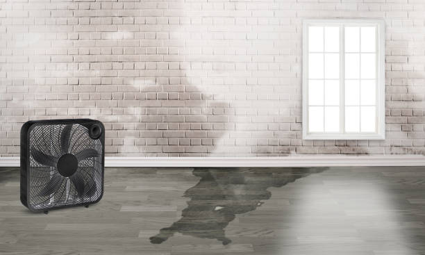 Best Water damage cleanup near me  in Abbeville, LA
